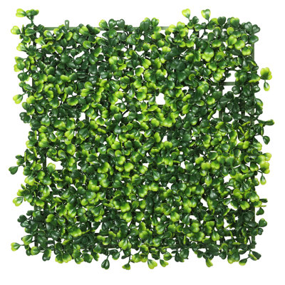 Plante buis matt