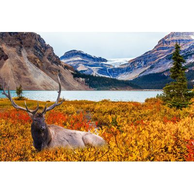 Beautiful Deer With Horns by Kavram - Wrapped Canvas Print
