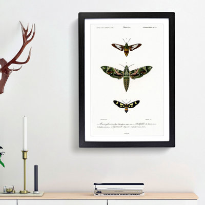 Moth Illustrations Pl.9 by Charles d' Orbigny - Picture Frame Painting Print