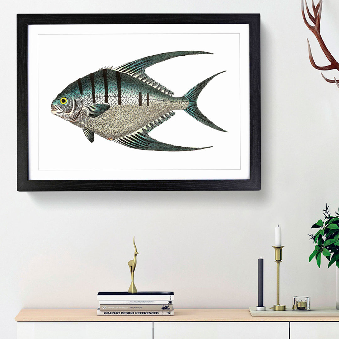 Glaucous Butterflyfish by George Shaw - Framed Print