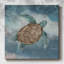 «Travelling Turtle I», reproduction sur toile-1112809598
