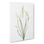 Wild Asparagus Flowers by Pierre-Joseph Redoute - Wrapped Canvas-55305479