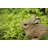 Hare Cub Jumping Statue