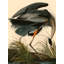 Great Blue Heron by John Audubon - Wrapped Canvas Painting-1141771933