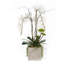 Arrangement floral orchidée véritable en pot