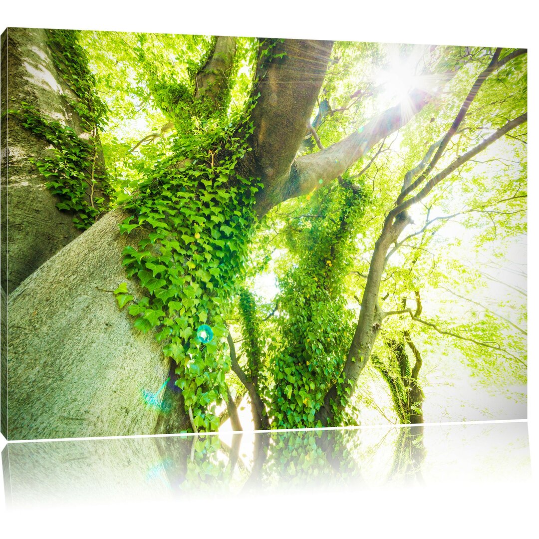 Leinwandbild Baum im Sonnenlicht