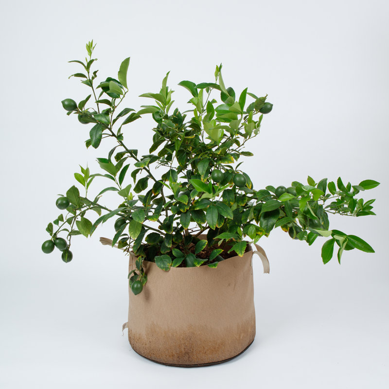Pot Planter, 15.5 x 20 x 20, Natural