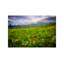 Colorado Flowers by Dan Ballard - Print on Canvas-89237116-50018398