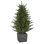 6' Pre-Lit Potted Deluxe Russian Pine Artificial Christmas Tree Warm White LED Lights