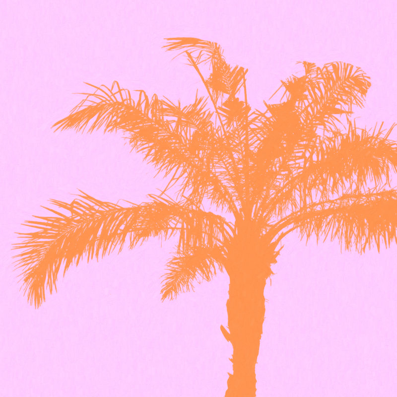 Orange Palm - Wrapped Canvas Graphic Art, 12" H x 12" W, No, Wrapped Canvas