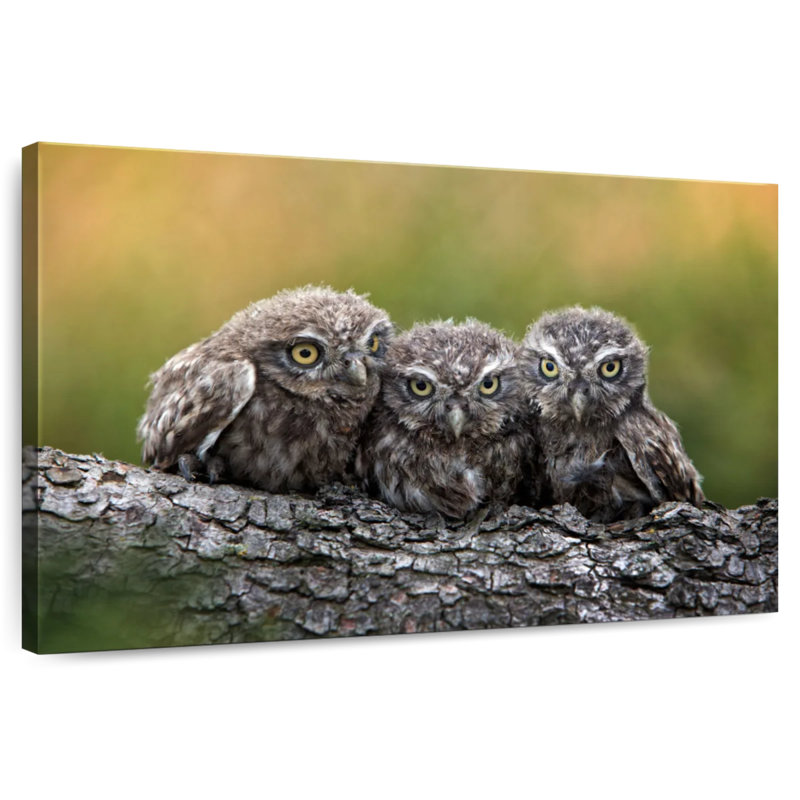 Brampt Snuggling Young Owls, 20" H x 30" W