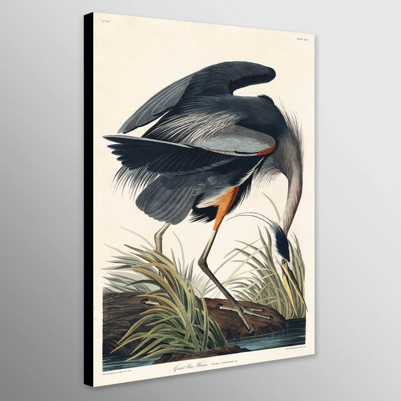 Great Blue Heron by John Audubon - Wrapped Canvas Print, 117cm H x 81cm W