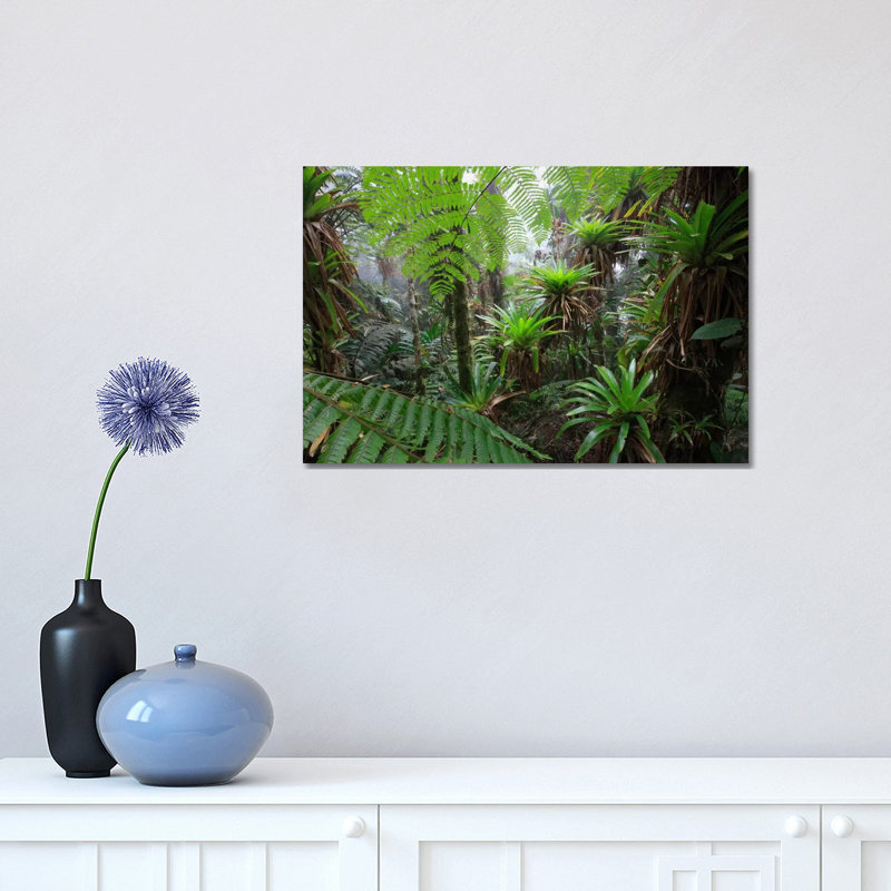 Bromeliad and Tree Fern At 1600 Meters Altitude in Tropical Rainforest, Sierra Nevada De Santa Marta National Park, Colombia V 1 Piece Wrapped Canvas Wall Art