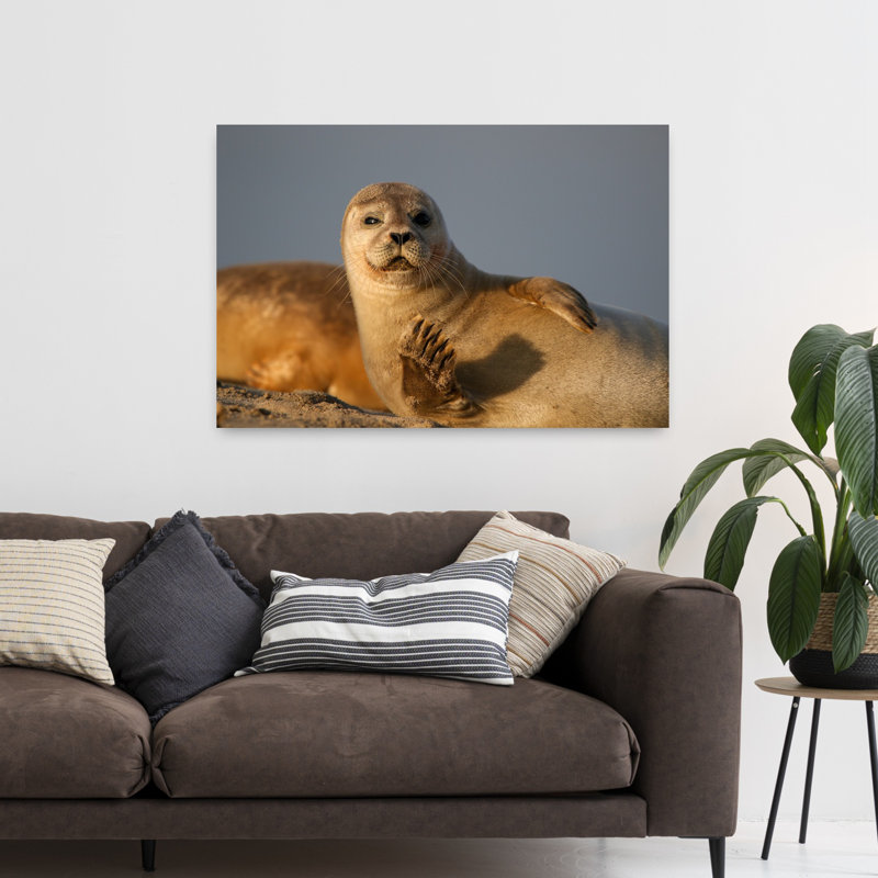 Curious Seal Waving by Anne Ponsen - Wrapped Canvas Print, 122 cm H x 81 cm W