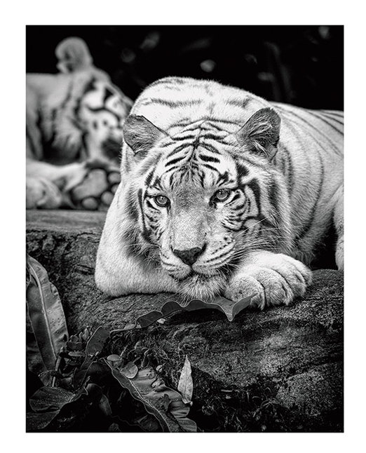 Pete Seaward - Print