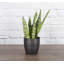 Live Zeylancia Snake Plant in Classic Pot-49662178