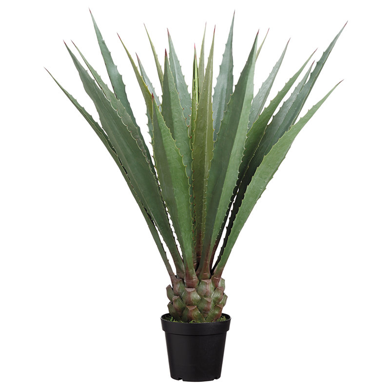 Agave Americana 48 po en pot