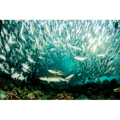 Shark Attack by Atese - Wrapped Canvas Print