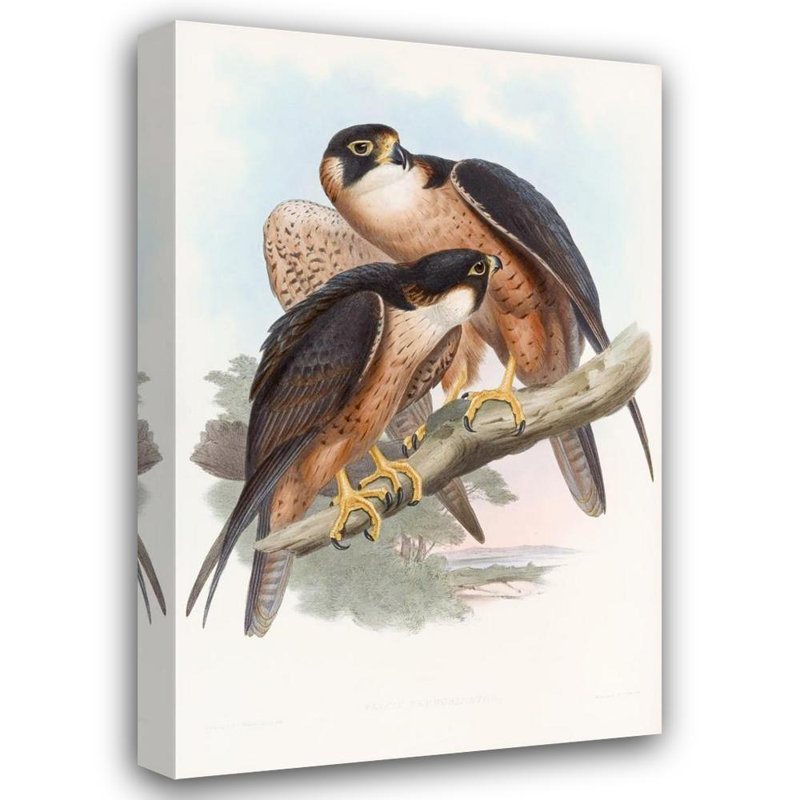 "Shaheen Falcon" par John Gould - Art mural sur toile tendue avec châssis, H 18 po x l 14 po