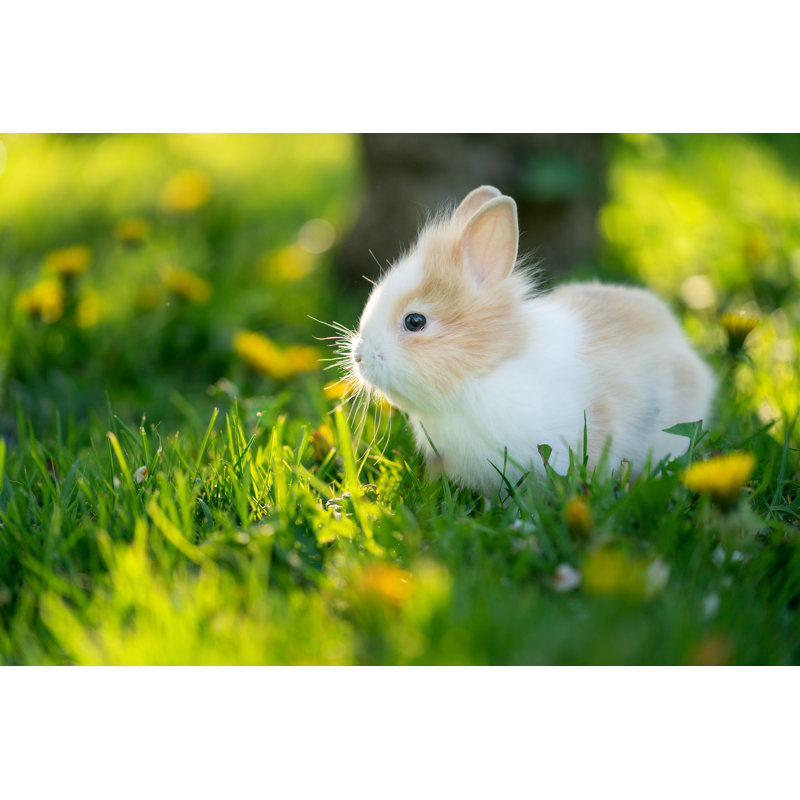 Spotted Rabbit In Sunlight At The Green Grass On The Garden - Wrapped Canvas Print, 81cm H x 122cm W