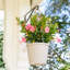 Rocktrumpet in Nursery Pot