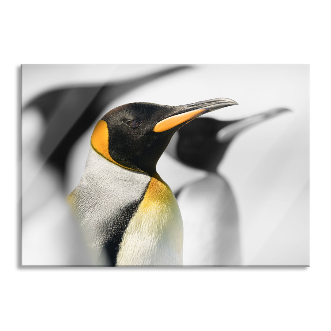 Glasbild Beautiful Emperor Penguins