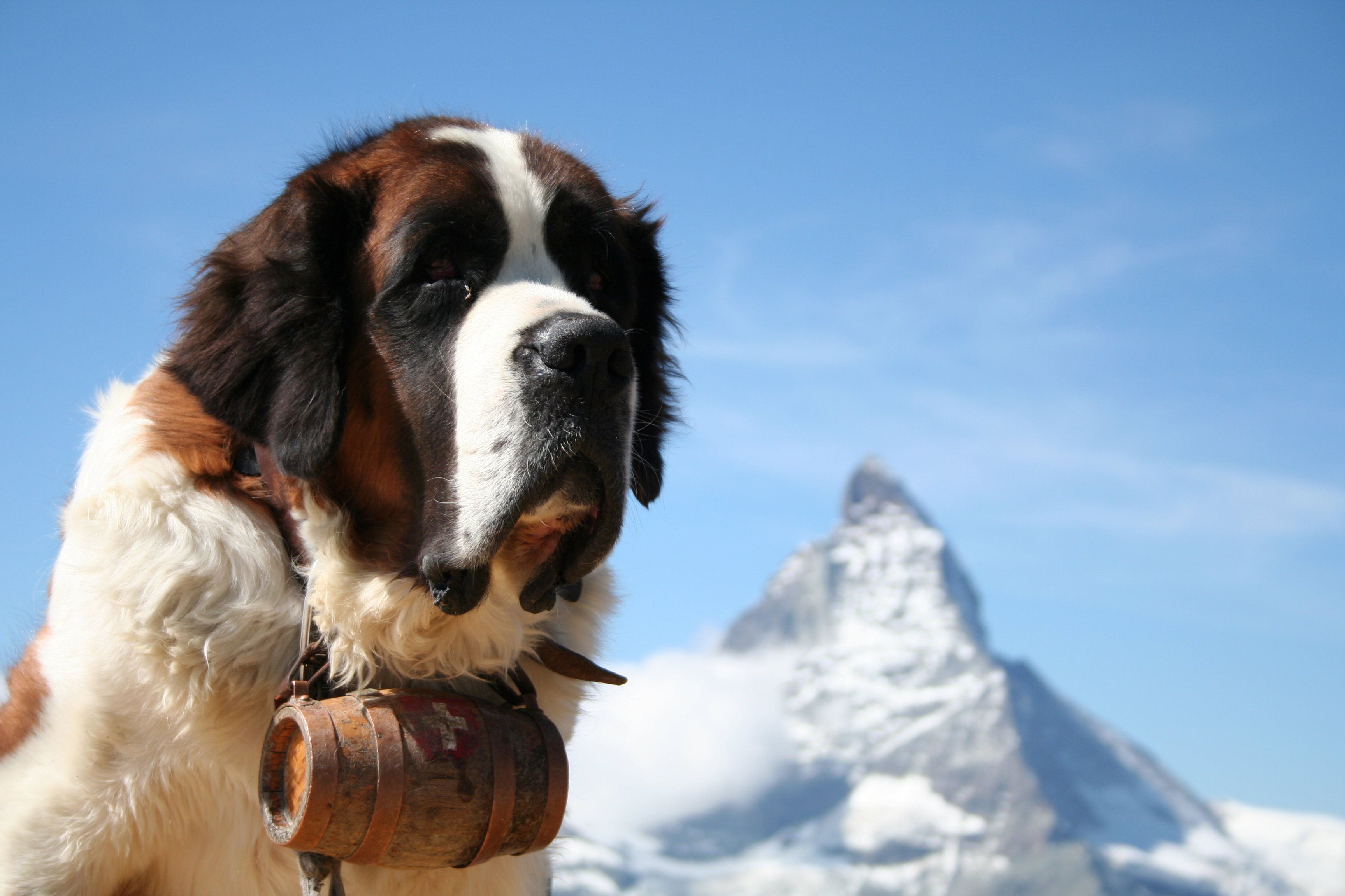 St store bernard rescue