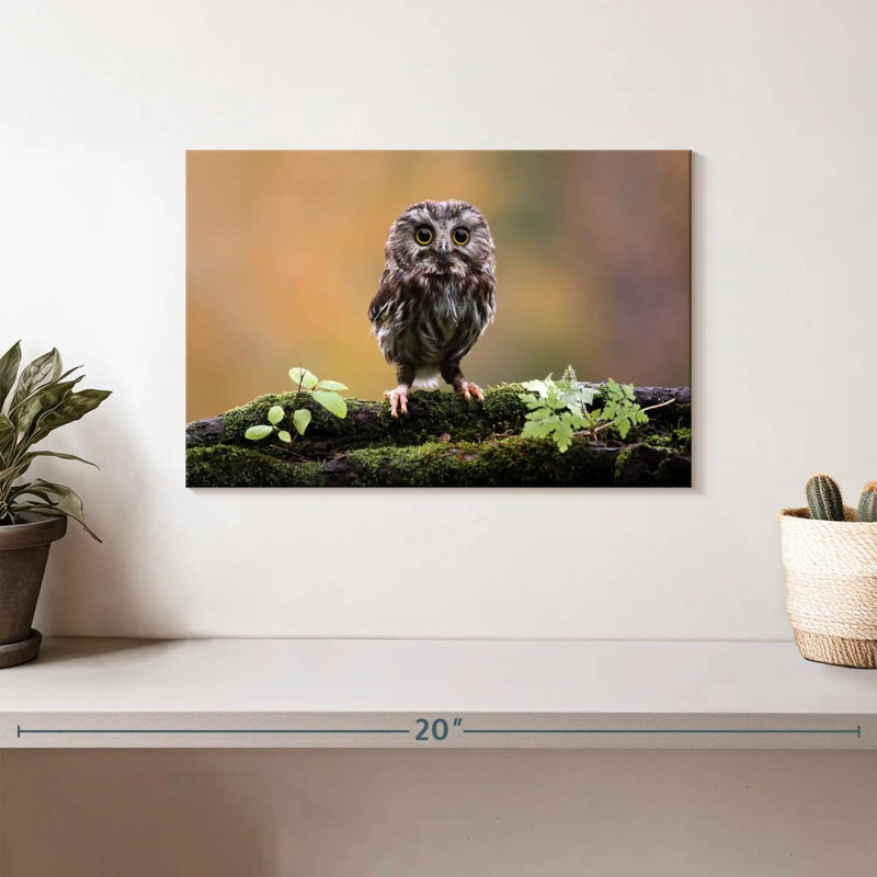 Brampt Charming Little Owl, 8" H x 12" W