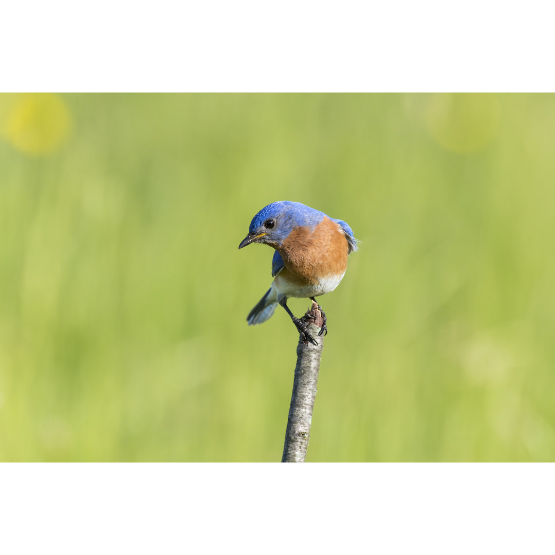 Eastern Bluebird, Sialia sialis, männlicher Vogel, der auf einem Ast sitzt 539843180