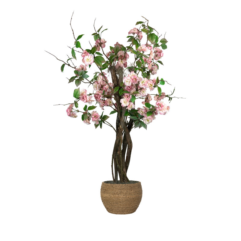Cherry Blossom Tree in a Rope Pot