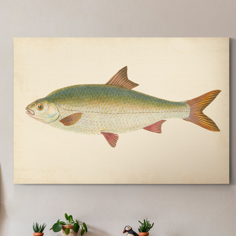 " Donovan Antique Fish II ", 48" H x 32" W x 1" D