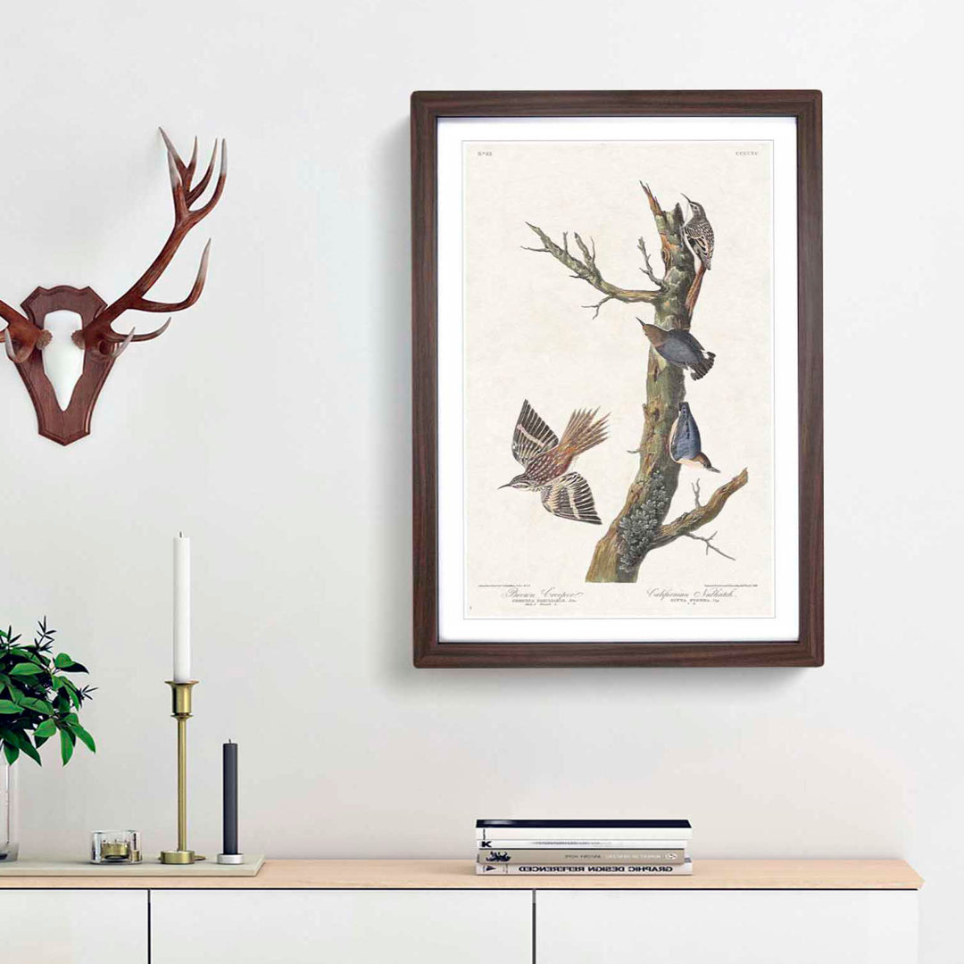 Nuthatch and Creeper Birds by John Audubon - Framed Print