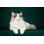 Chat Ragdoll par Zuyufang