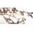 Cala Rosso 12" x 24" Viola Polished Porcelain Tile