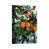 Wrapped Canvas