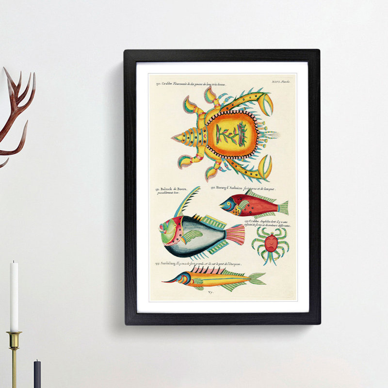 East Indies Fish & Crab Illustrations XLVI by Louis Renard - Picture Frame Painting Print, Black Framed