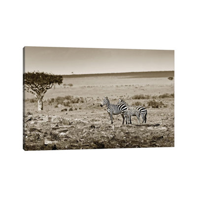 Harmonizing Zebra Family by Klaus Tiedge - Wrapped Canvas Print