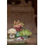 Herbariae Porcelain China Decorative Box