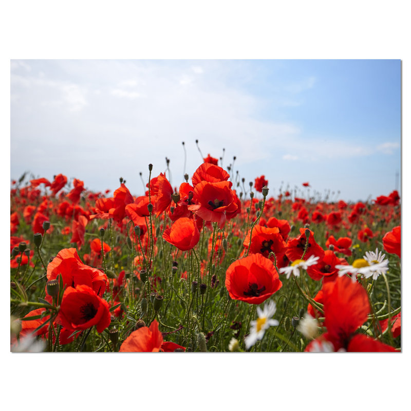 Coquelicots rouges sous un ciel bleu vif - reproduction de photo sur toile tendue, H 30 po x l 40 po