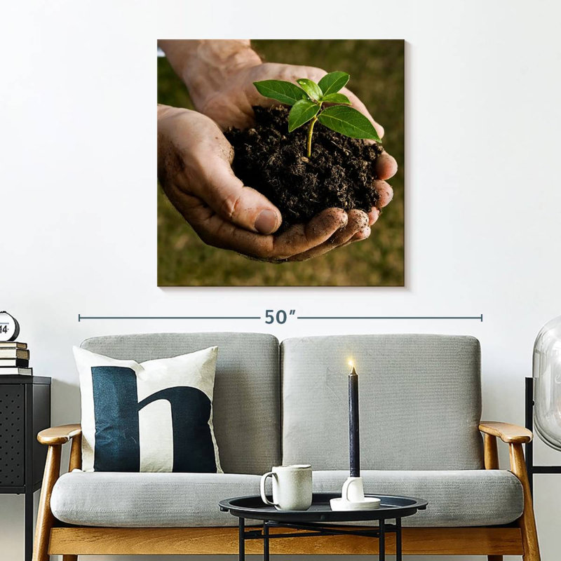 Senne New Seedling Sprouting, 30'' H x 30'' W