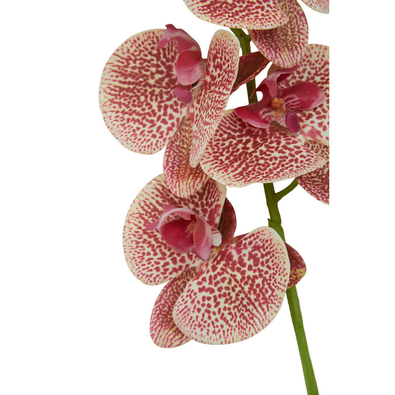 Fiori Orchid Arrangement