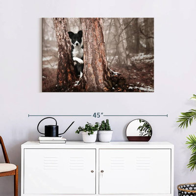 Border collie Brampt