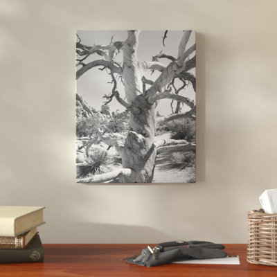 " Desert Tree "