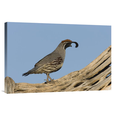 " Arizona Santa Rita Mountains 'Gambel's Quail Male' " Print