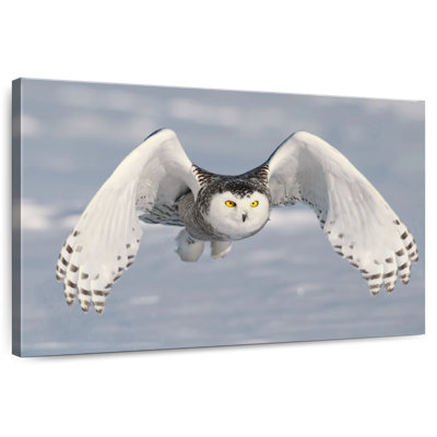 Hibou Brampt en hiver