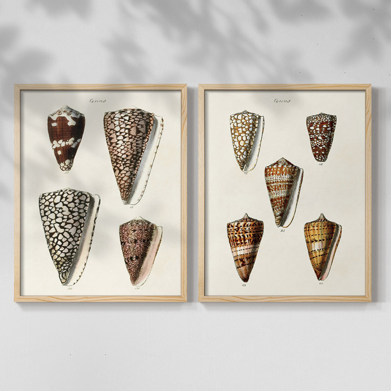 Impression encadrée de qualité supérieure Cone Shell - prêt à être accroché - aucun clou requis - aucun clou requis