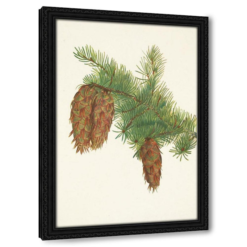 Douglas. Pseudotsuga Mucronata (1925), H 18 po x l 13 po
