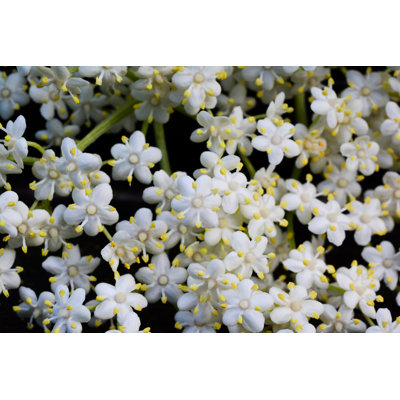 " Elderberry Flowers Background " by Aleksandar Milutinovic