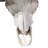 Real Cape Buffalo Skull