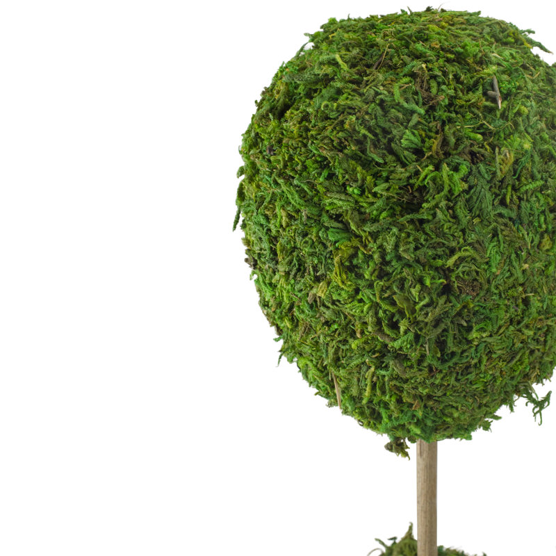 Elegant Outdoor Reindeer Moss Topiary in White Pot, 14" High
